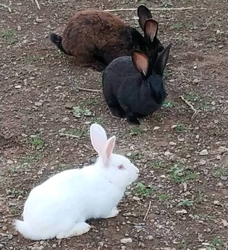 Conigli liberi in agriturismo
